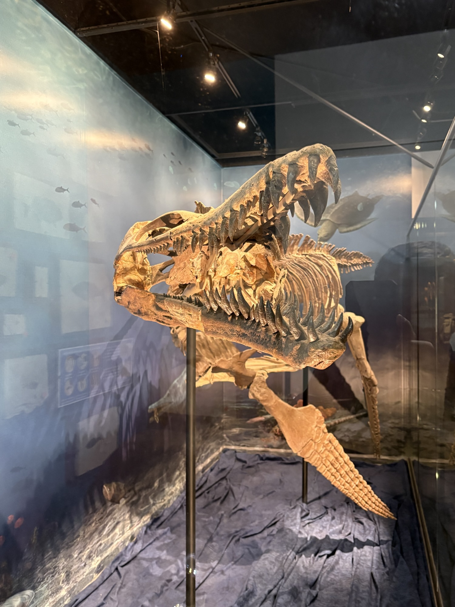 heard natural science museum & wildlife sanctuary